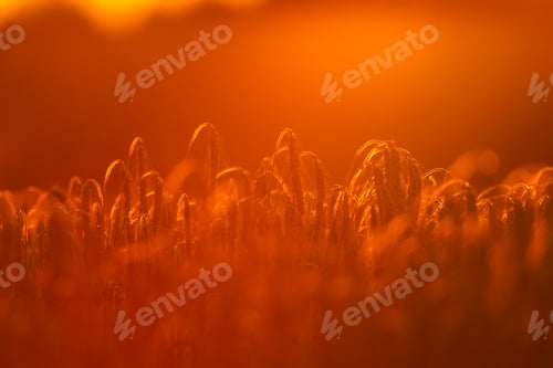 Preview: Ears of grain illuminated by the light of the setting sun