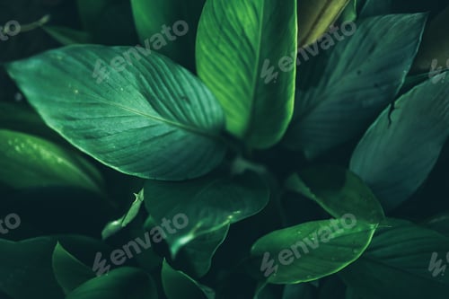 Preview: green leaf nature texture background, abstract pattern of tropical foliage plant in spring garden