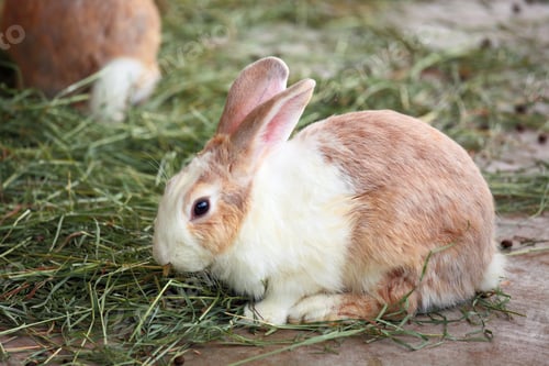 Preview: rabbit
