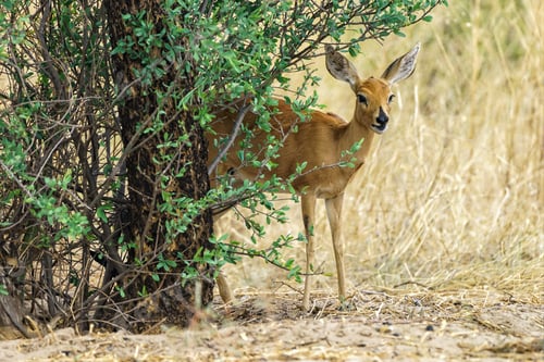 Preview: Capricorn looking from under a tree