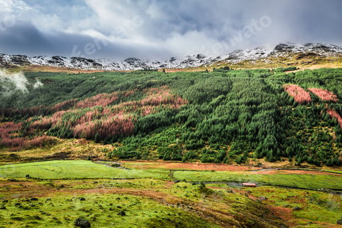 Preview: Forest Park in Winter, Scotland