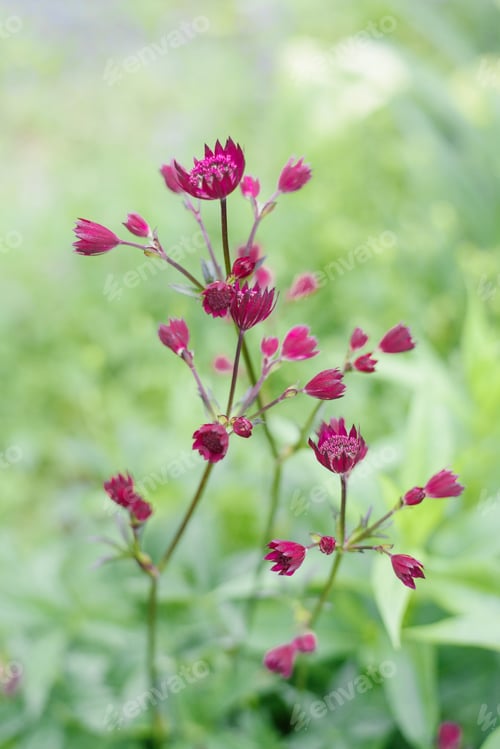 Preview: Artistic View of Red Masterwort Flowers