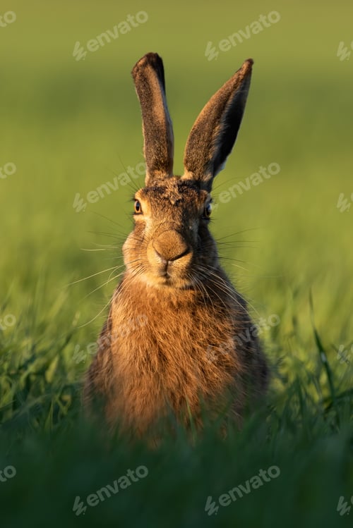 Preview: Brown hare looking to the camera on grass from front