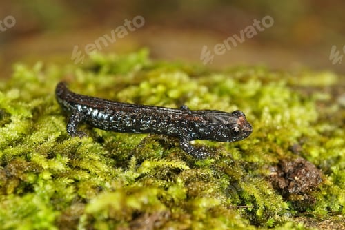 Preview: Of a juvenile speckled clouded salamander, Aneides ferreus posing on green moss.