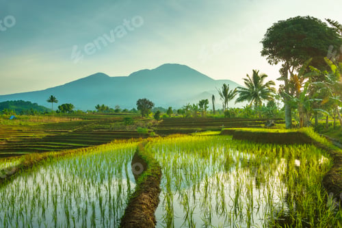 Preview: Beautiful morning view in Indonesia, panoramic landscape of rice fields with mountain
