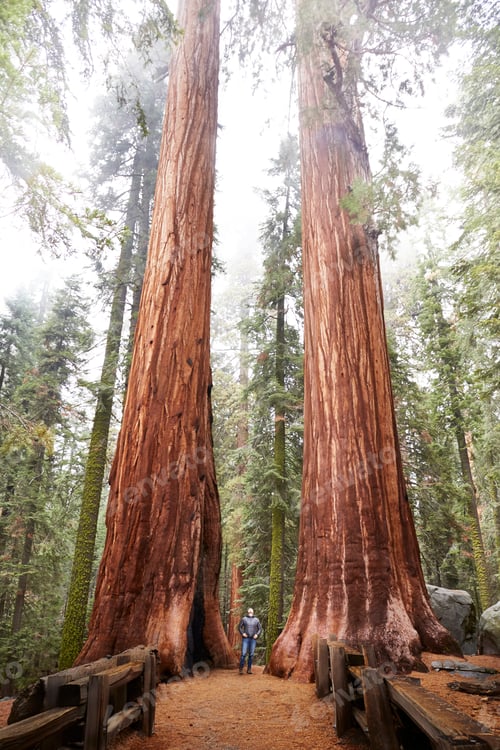 Preview: Woman looking up at sequoia trees in Sequoia National Park, California, United States