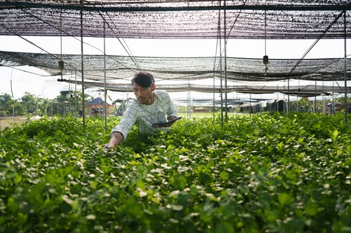 Visualização: Empresário asiático observou sobre o cultivo orgânico em uma fazenda de hidroponia. Cultivo de vegetais orgânicos