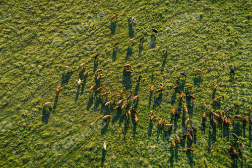 Preview: Top view of meadow at sunset with herd of cows