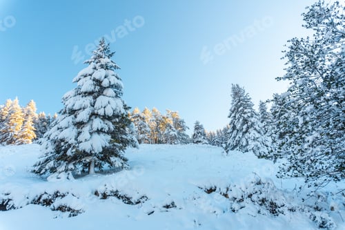 Preview: Snowy forest in the town of Oiartzun in Peñas de Aya, Gipuzkoa. Basque Country
