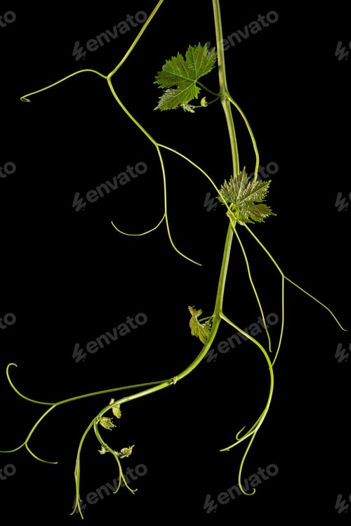 Preview: Vine branch with tendrils and young leaves, fresh young vine leaves, isolated on black background