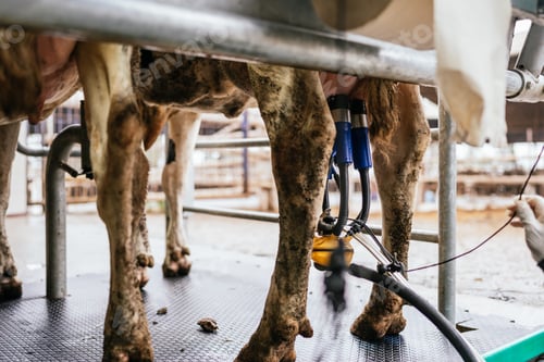 Preview: Legs of a cow being milked on a factory