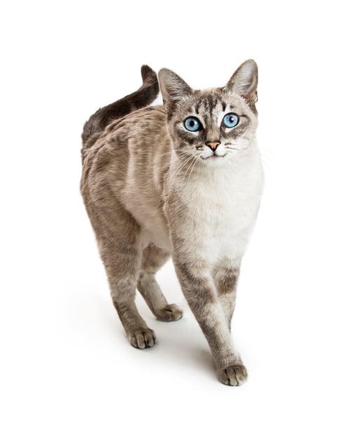 Preview: Friendly Siamese Cat Walking Forward