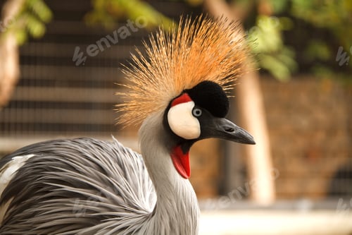 Preview: crowned golden crown in the zoo Rishon Lecion
