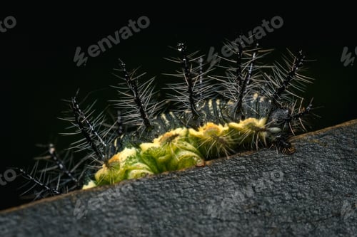 Preview: Green and black caterpillar on a wooden stake
