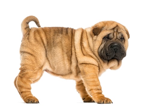 Preview: Side view of Shar pei puppy (11 weeks old) isolated on white