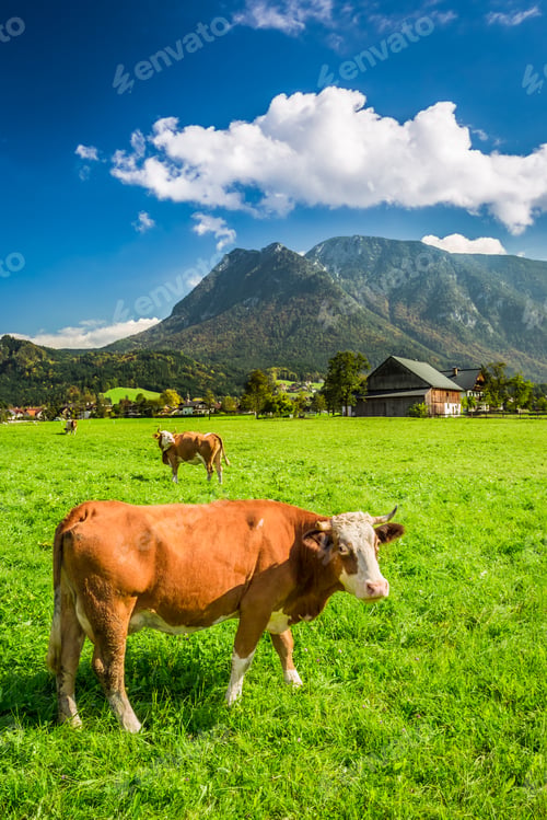 Preview: Grazed cows on pasture in the Alps