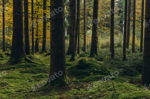 Preview: Forest background. Dark forrest nature view,Magic green mossy sunny forest with conifer trees.