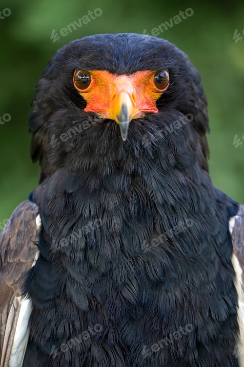 Preview: Bateleur (Terathopius ecaudatus) bird close up