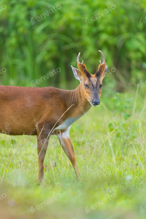 Preview: the barking deer with green background, Khao Yai National Park, Thailand
