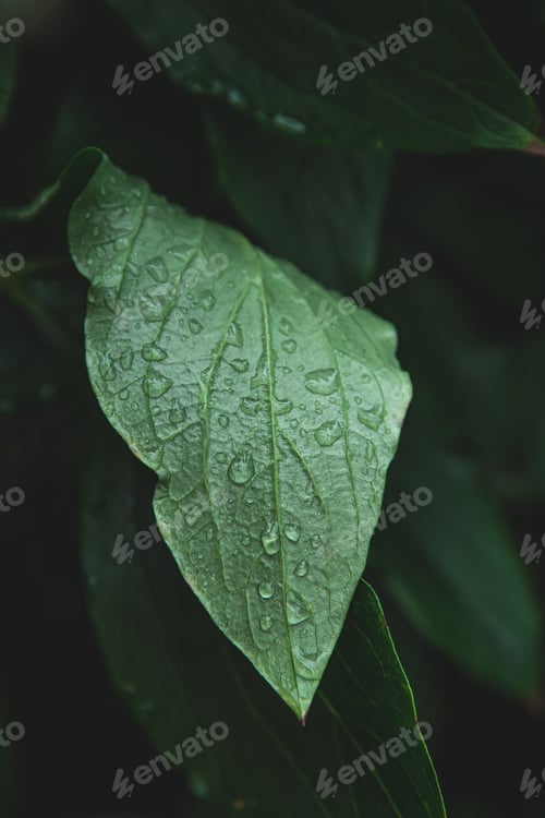 Preview: Close-up, a large green leaf in raindrops.