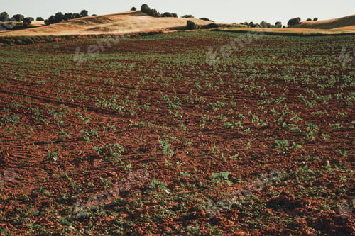 Preview: Sunflower sprouts in a crop field