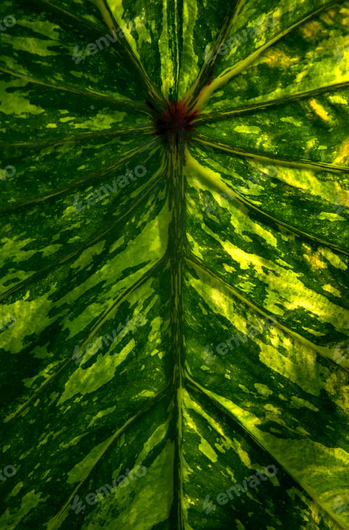 Preview: Background of the natural pattern of leaf
