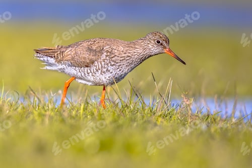 Vista previa: Pájaro limícola común en humedales
