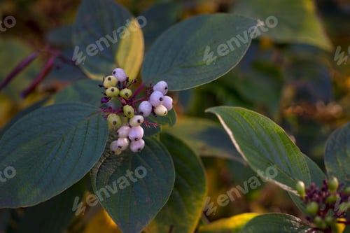 Preview: The beauty of the green of flowers, leaves, nature with the morning sun.