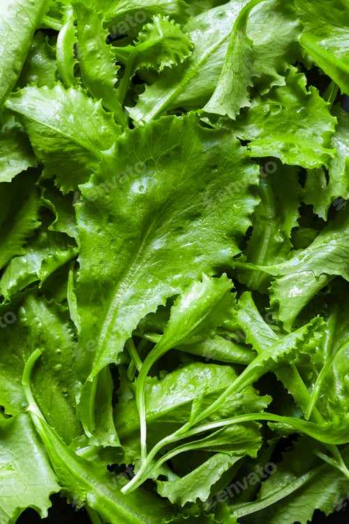 Preview: Fresh green lettuce leaves with water drops on dark background