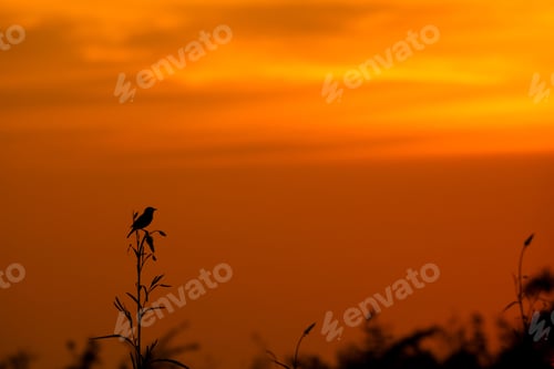 Preview: Bird silhouette against orange sunset