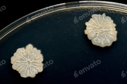Preview: Bacterial colonies grown on agar plate (Bacillus subtilis)