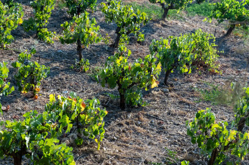 Preview: Vineyard grapevine background. Grape vine in row, above view of fresh plant. Summer day in Greece.