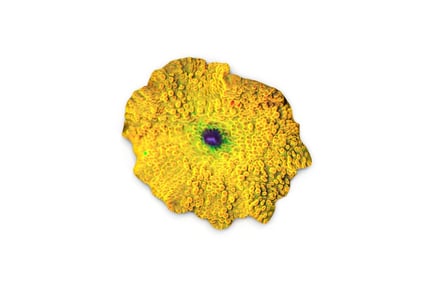 Preview: Radiant Yellow Discosoma Mushroom Coral