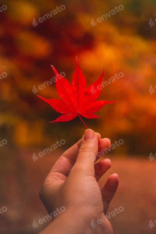 Preview: Human hand holding red fall autumn leaf