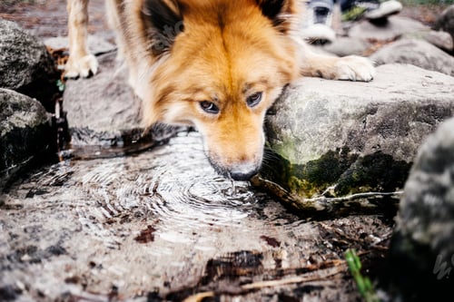 Preview: Eurasier drinking water at park