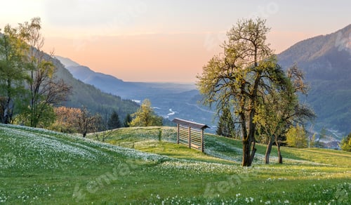 Preview: Daffodils on the meadow