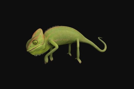 Preview: Green chameleon, lateral view