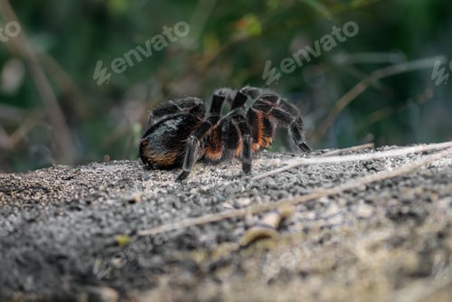 Preview: Bahia Scarlet Tarantula (Lasiodora klugi)