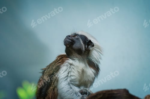 Preview: little white-headed monkey in the green jungle