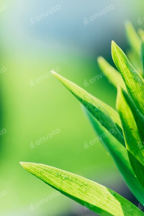 Preview: Close up or macro of green leaves natural background.
