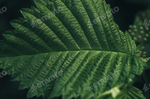 Preview: Full frame image of green hazelnut leaf background