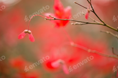 Preview: Maple tree, acer palmatum, with winged seeds.