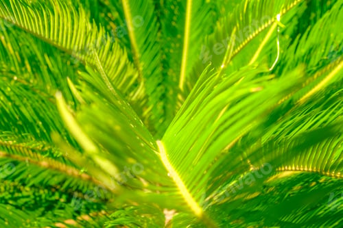 Preview: Bright green palm tree leaves. Floral pattern background
