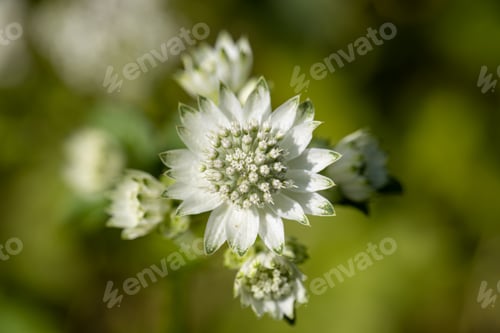 Preview: Greater Masterwort - Astrantia major var. involucrata 'Shaggy'