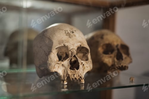 Preview: Human Skull