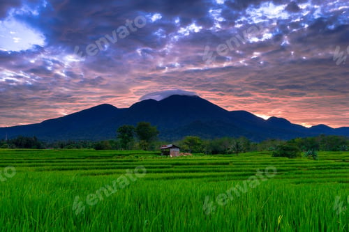 Preview: Beautiful morning view indonesia Panorama Landscape paddy fields with beauty color