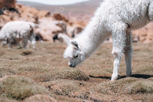 Preview: Photo of Lamas in South America during Salt Flat Uyuni tour
