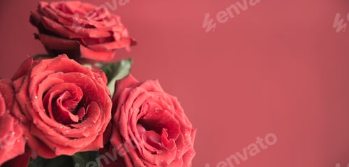 Preview: Soft full blown red roses as background. Space for text. Floral pattern.