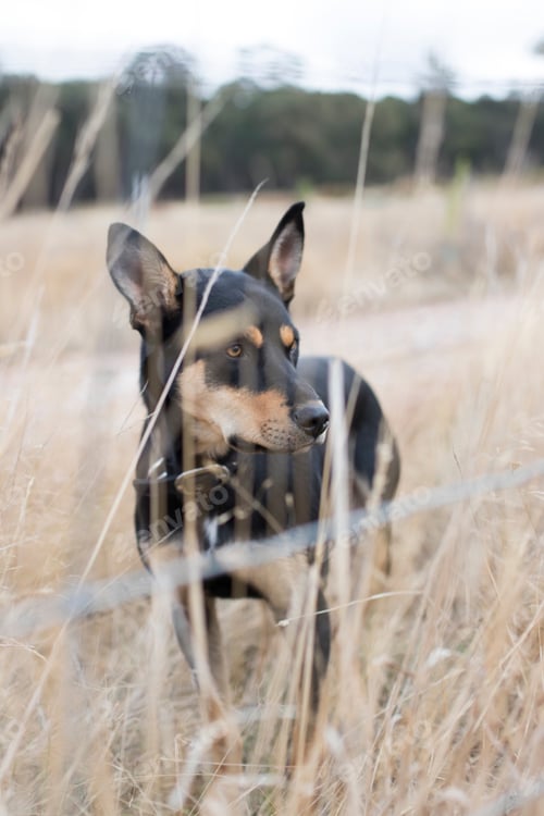 Preview: Farm dog