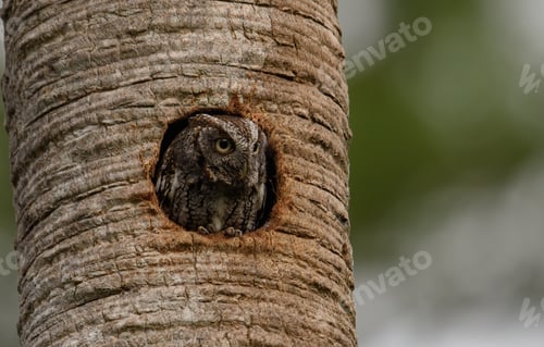 Preview: Eastern Screech Owl in Southern Florida